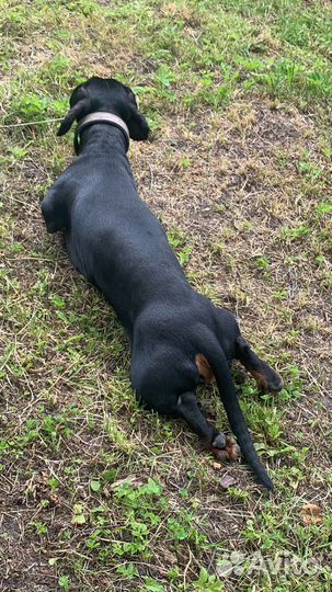 Вязка кобель такса