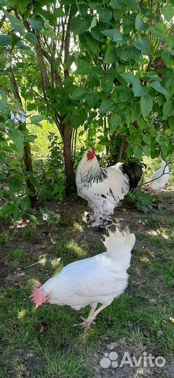 Куры несушки и петух