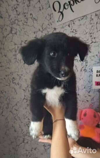 Собака в добрые руки щенки