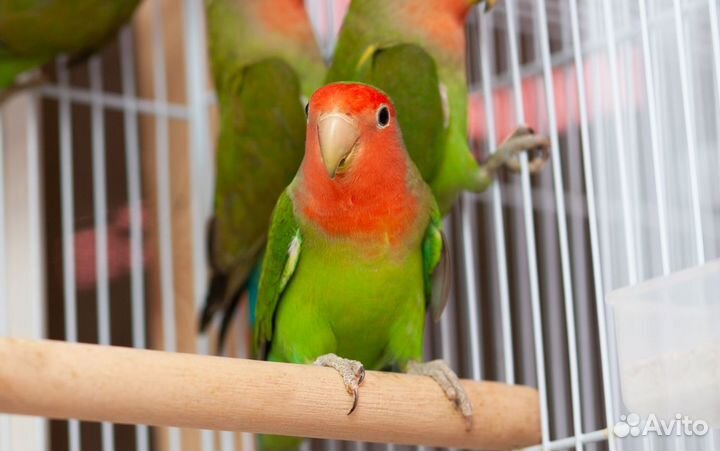 Неразлучник птенцы