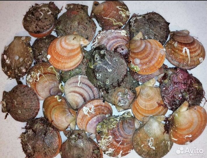 Свежий морской гребешок, морской еж