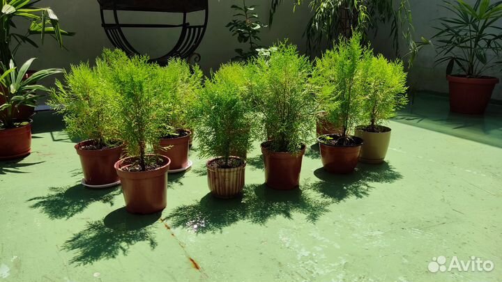 Хвойные растения