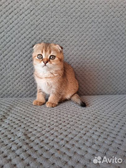 Котята шотландские