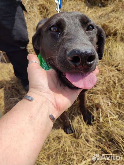 Щенки до года с приюта