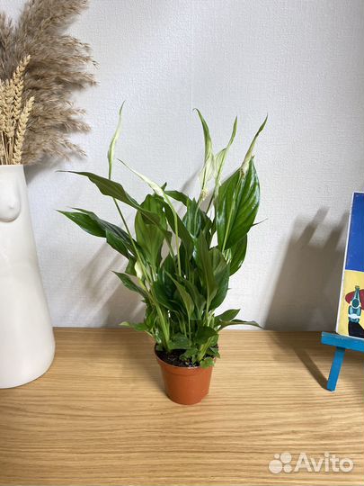 Спатифиллум