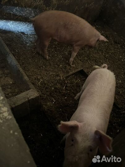 Подросшие Поросята ландрас дюрок