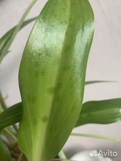 Дримиопсис пятнистый