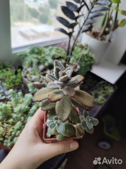 Суккуленты разные/ комнатные цветы