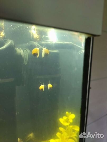 Улитки аквариумные ампулярии и мариза