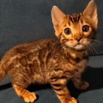 Бенгальский котёнок
