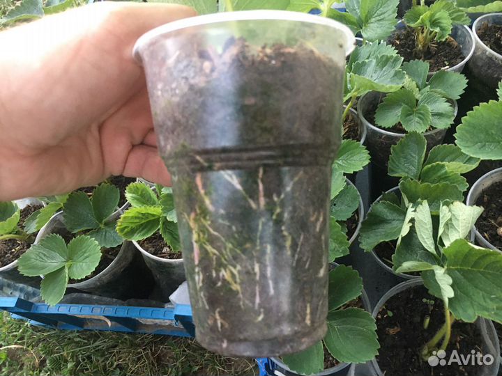 Клубника альба и клери саженцы