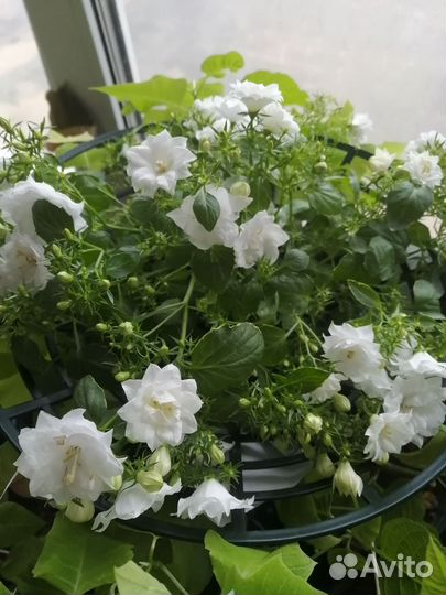 Кампанула махровая (комнатная)