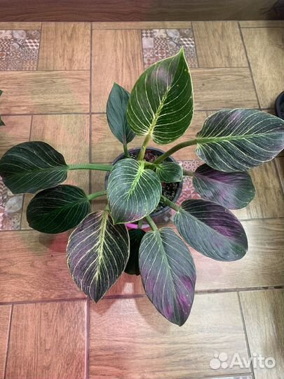 Филодендроны сортовые