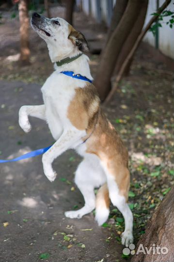 Умница Лолита мечтает о доме