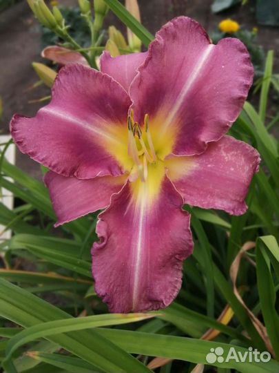 Лилейники сортовые