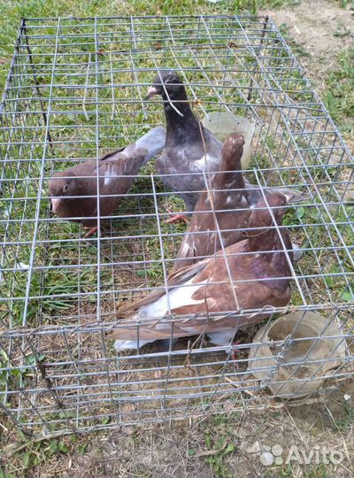 Голуби почтовый