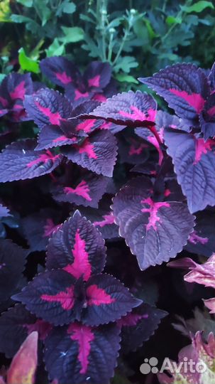 Черенки колеуса