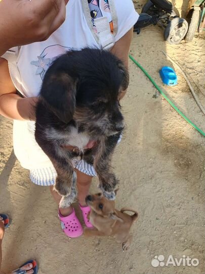 Маленькая собака в добрые руки