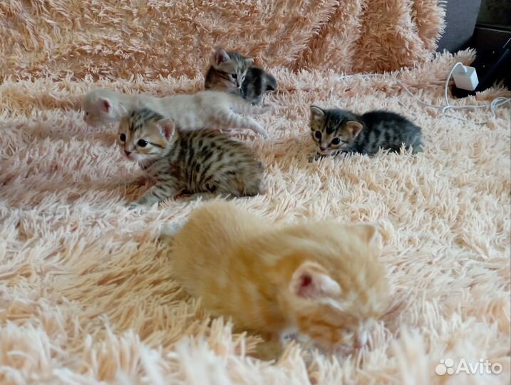 Бенгальские котята
