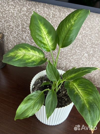 Диффенбахия