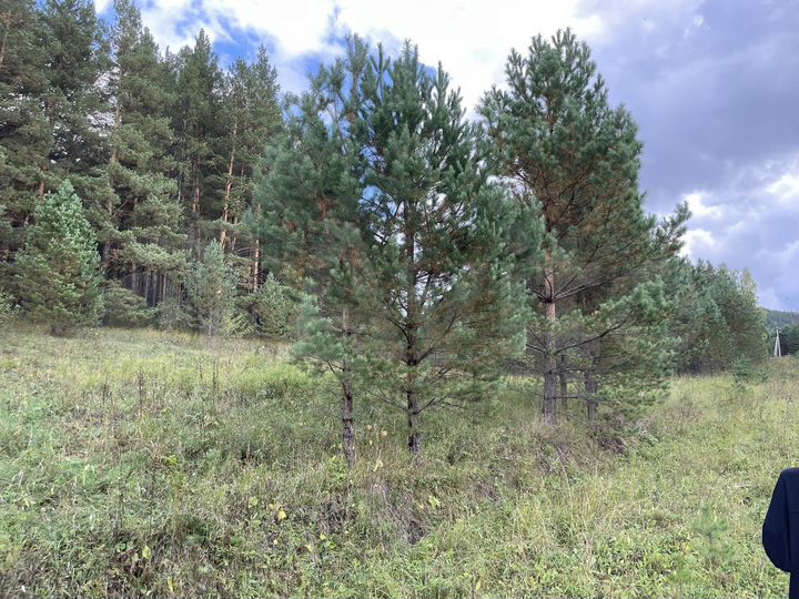 Участок 36 сот. (СНТ, ДНП)