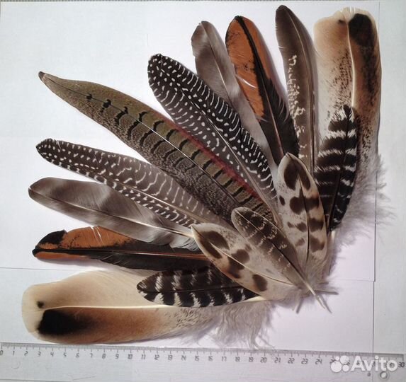 Перо для творчества