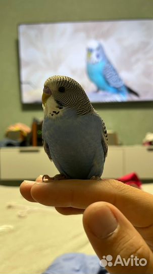 Волнистый попугай с клеткой