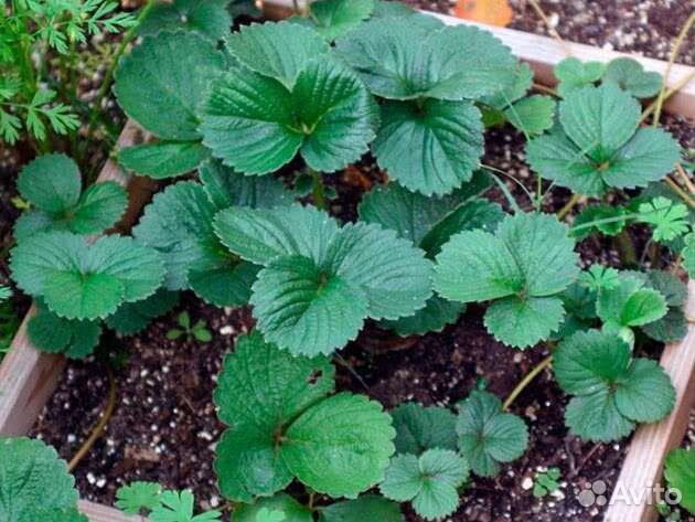 Саженцы клубники Азия