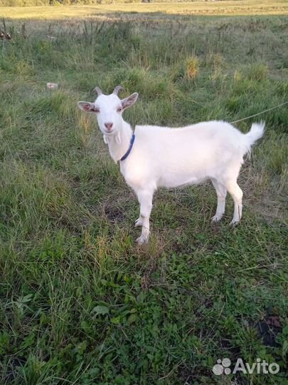 Коза и козе