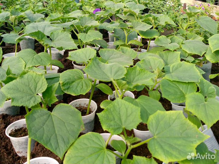 Рассада помидор,огурцов,перца,баклажан,капусты