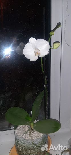 Четыре белых цветущих орхидеи