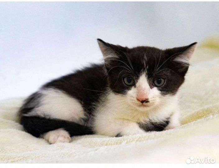 Котенок в дар бесплатно