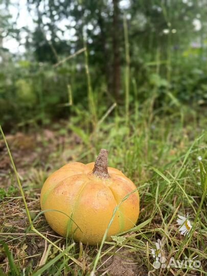 Грибы декор из артбетона