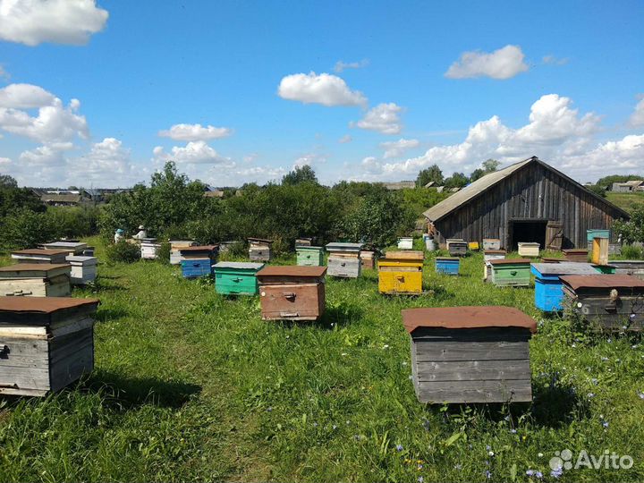 Мёд натуральный