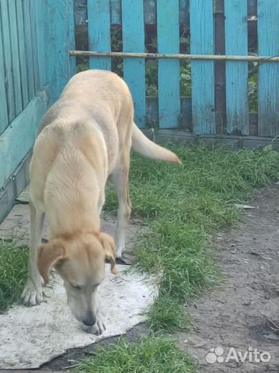 Русская гончая