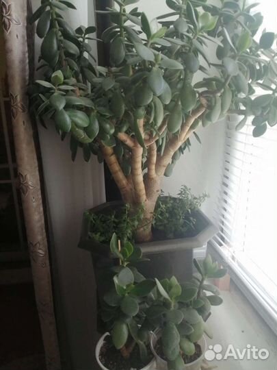 Домашние цветы