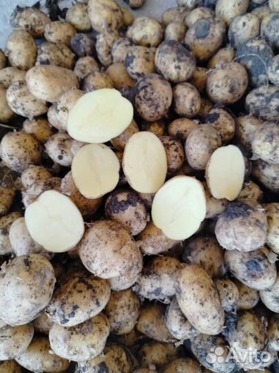 Картошка второй сорт опт