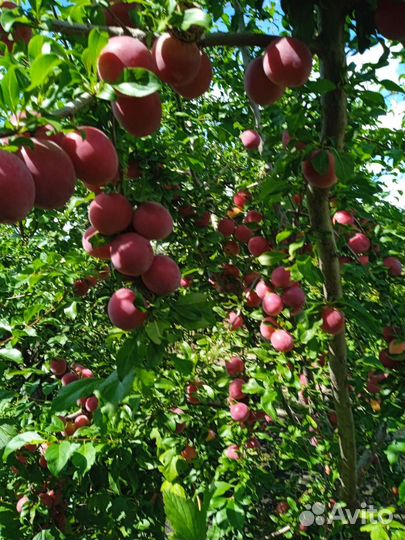 Для сада и огорода