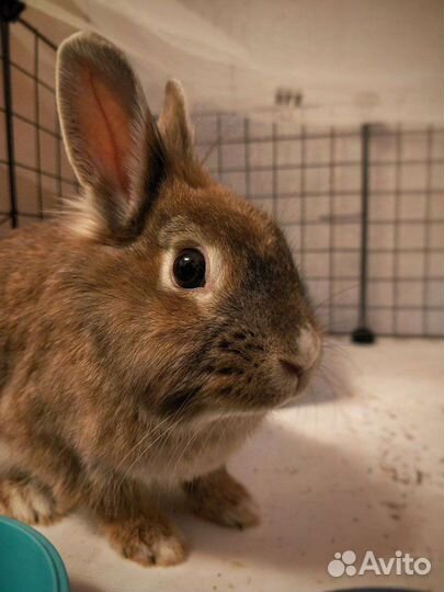 Декоративный кролик