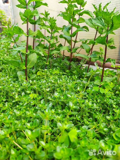 Мята сушенная