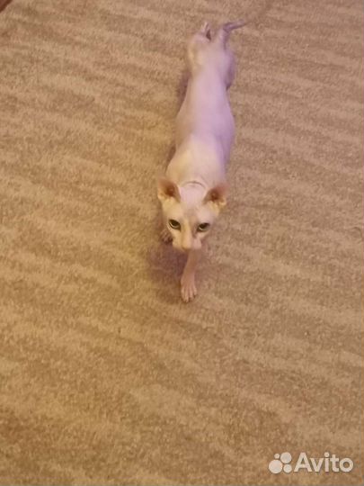 Кот.Донской сфинкс. Вязка