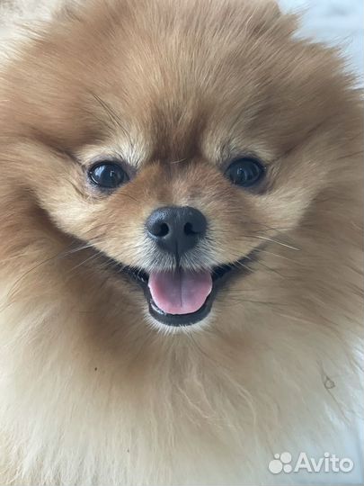 Случка шпиц