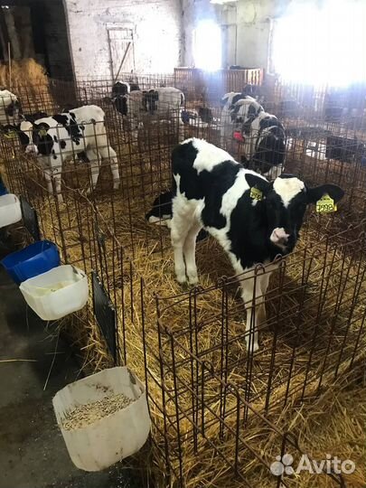 Телята, бычки