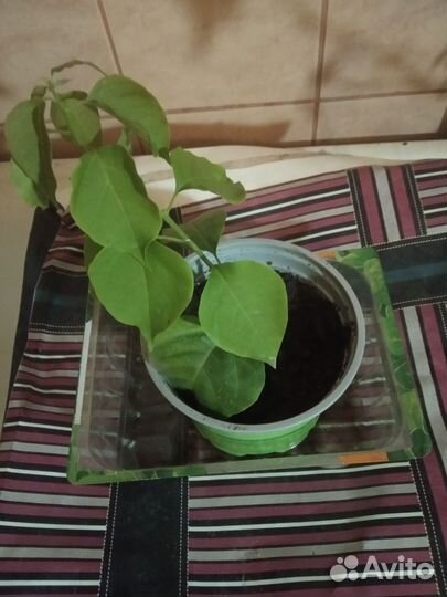 Камбрия;Дендробиум нобиле;Бугенвеллия-3 сорта