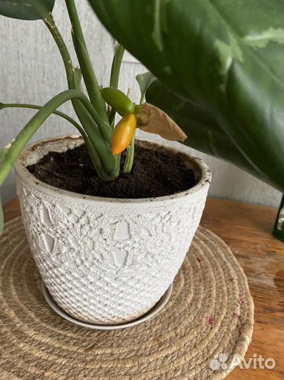 Агалонема Мария