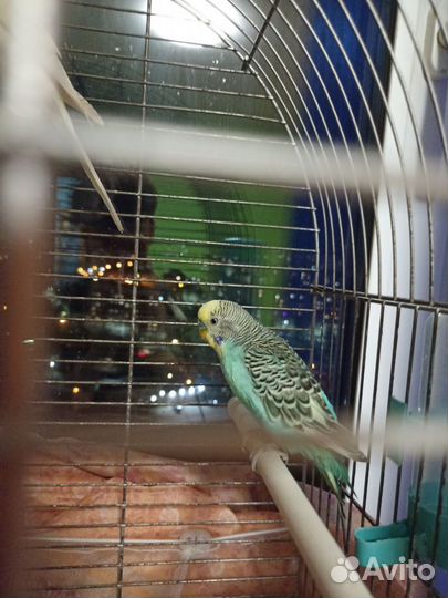 Волнистые попугаи с клеткой