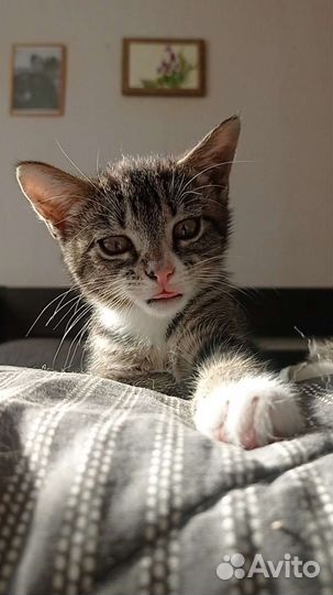 Котенок в добрые руки