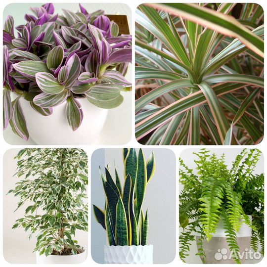 Фикусы, драцена, сансивиерия