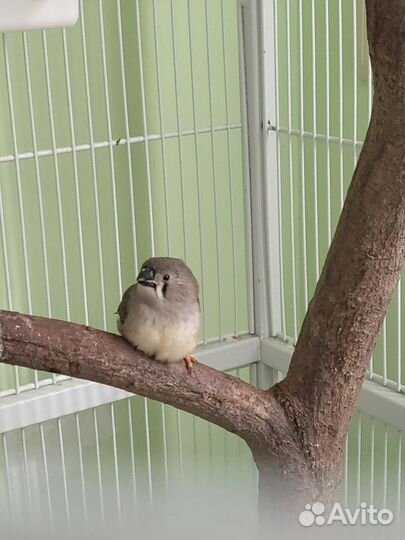 Зебровые амадины