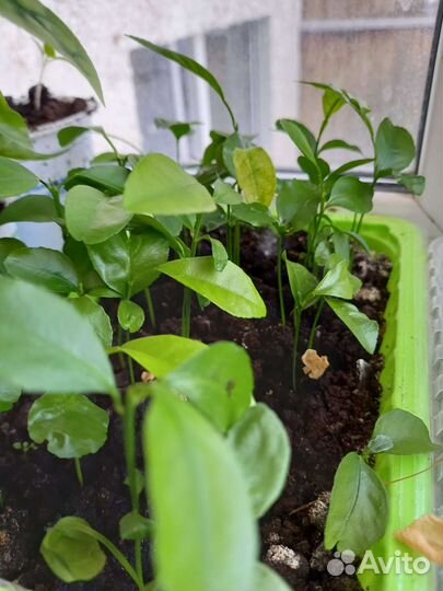 Ростки мандарина, лимона